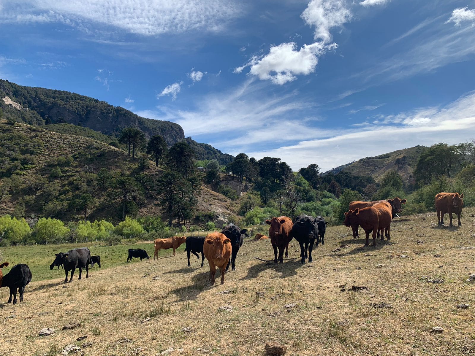 Terreno en venta en Lonquimay — foto 2