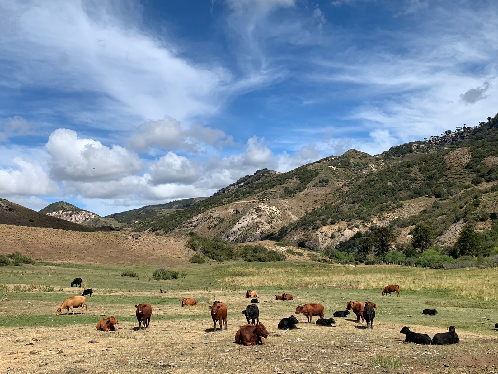 Terreno en venta en Lonquimay — foto 10