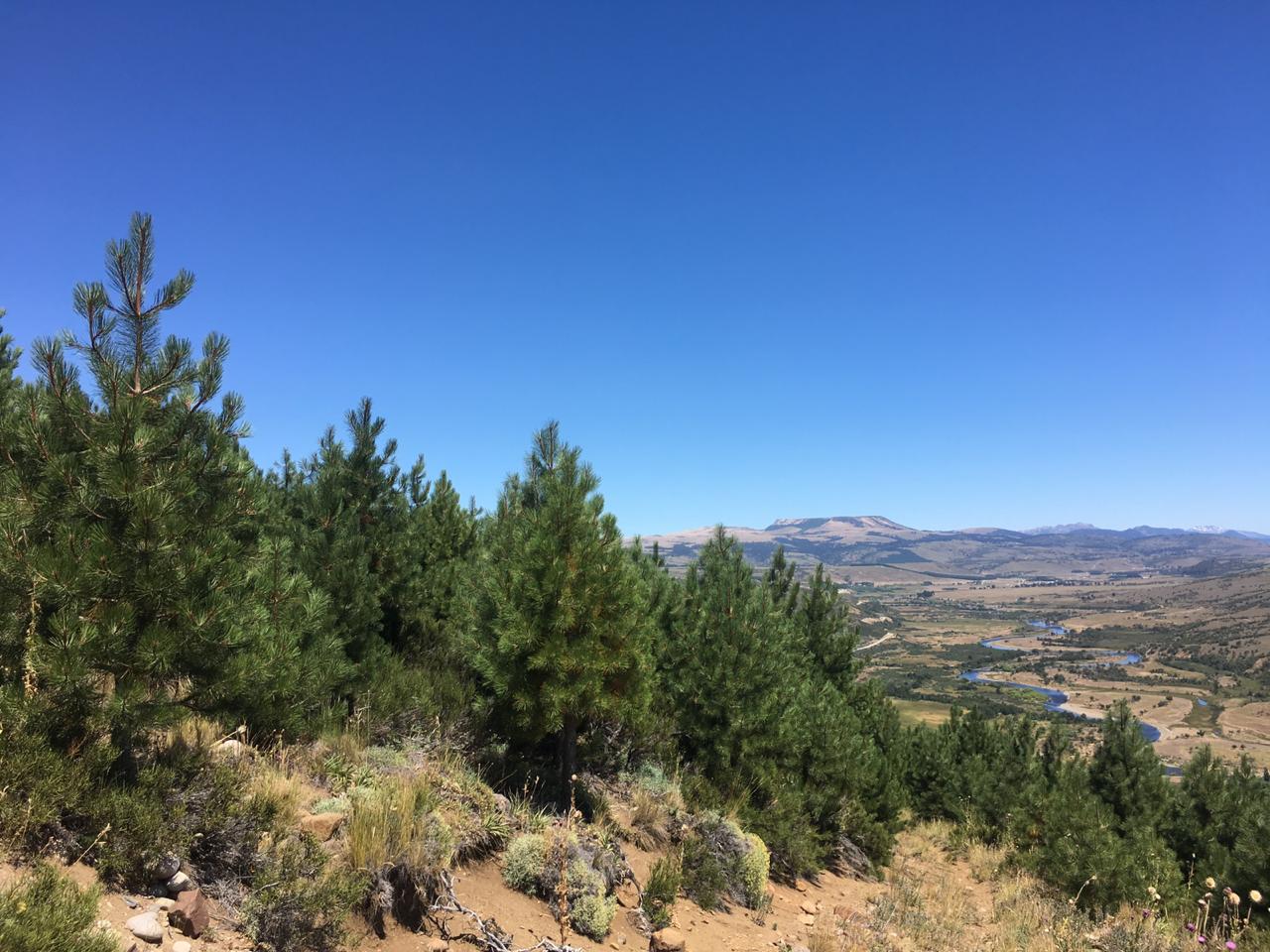Terreno en venta en Lonquimay — foto 4