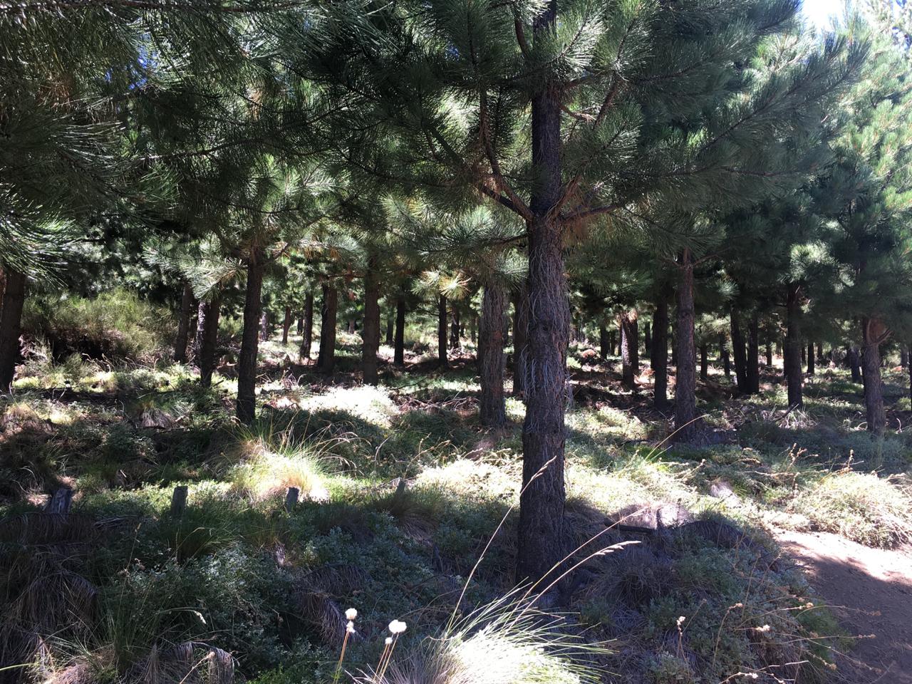 Terreno en venta en Lonquimay — foto 5