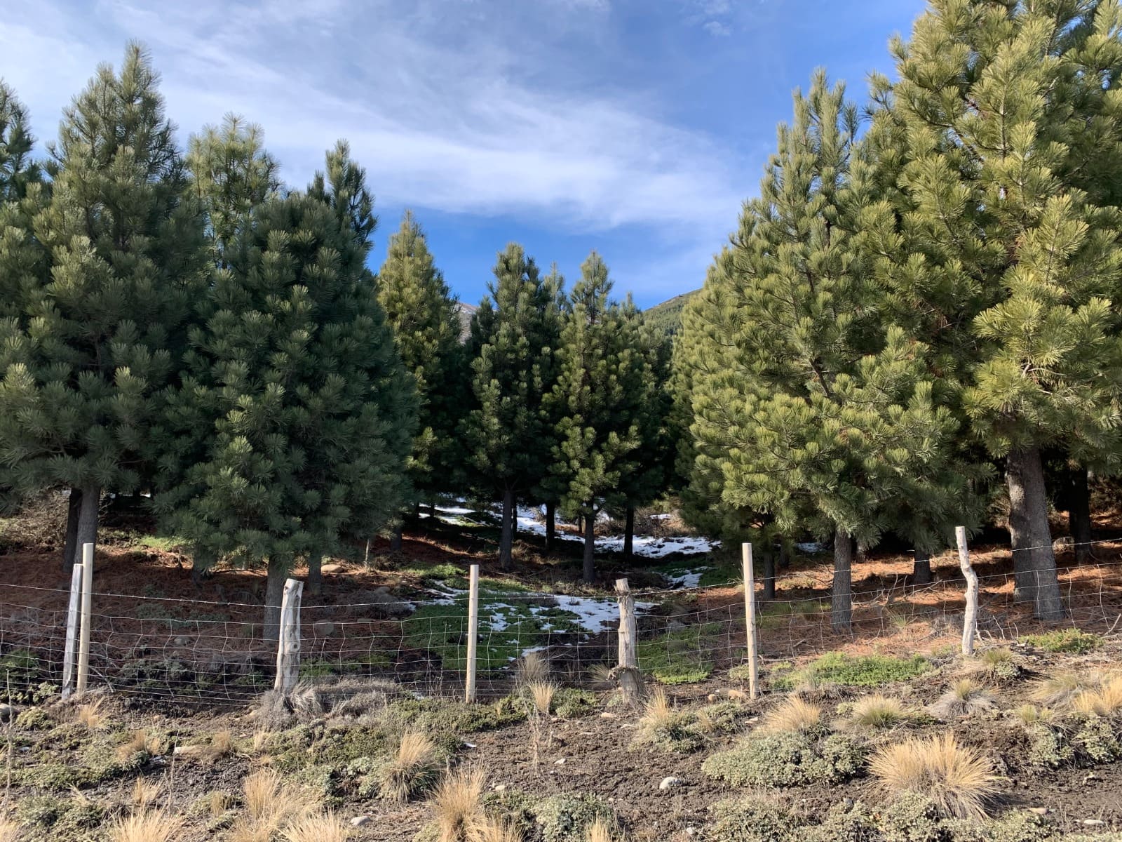 Terreno en venta en Lonquimay — foto 6