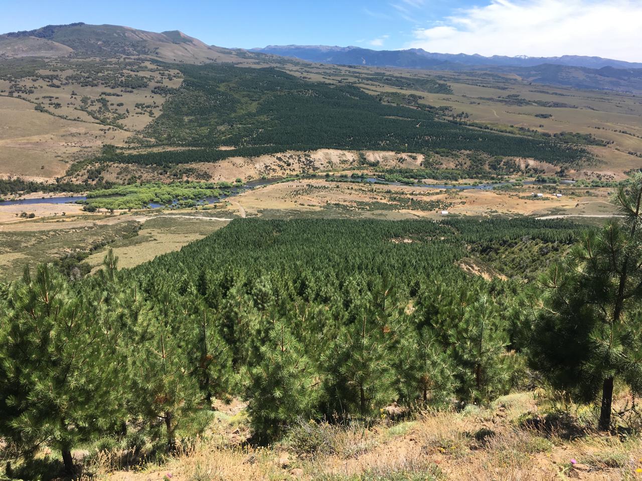 Terreno en venta en Lonquimay — foto 8