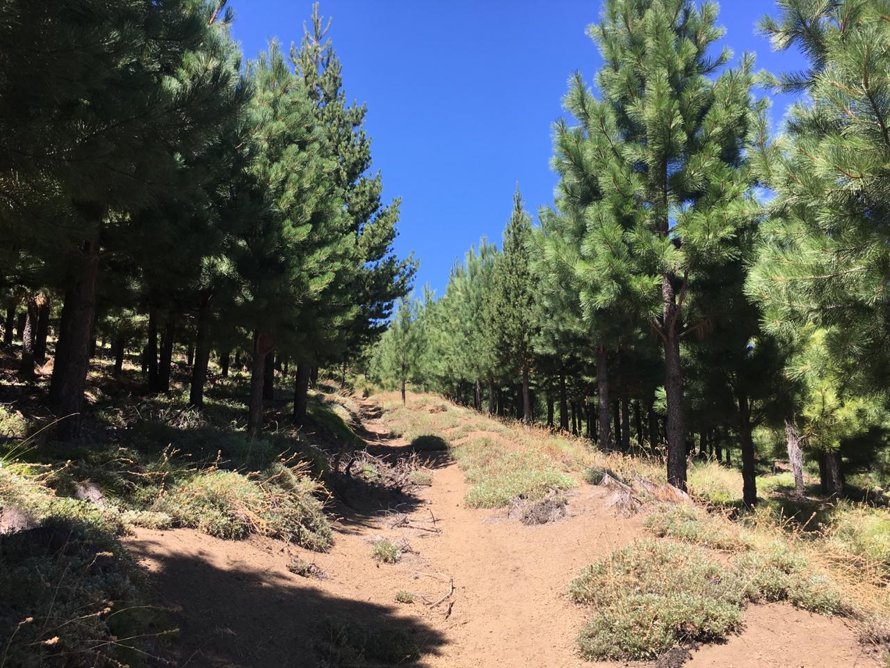 Terreno en venta en Lonquimay — foto 9