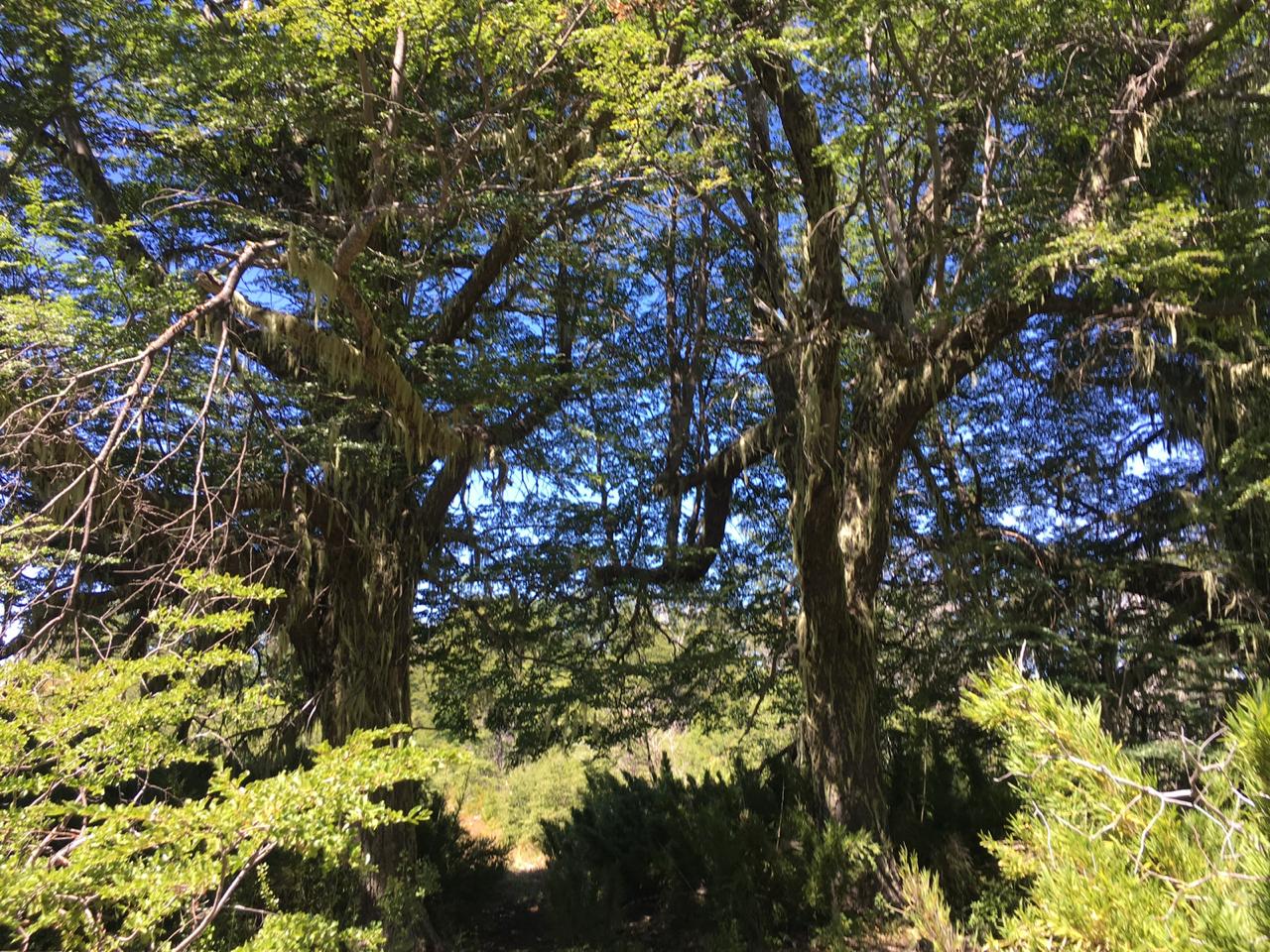Terreno en venta en Lonquimay — foto 10