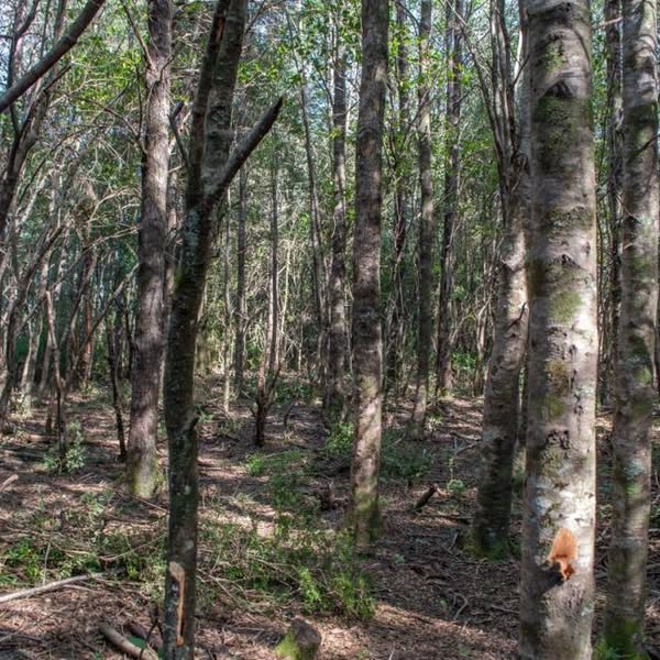 Terreno en venta en Pucón — foto 1