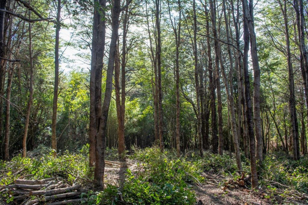 Terreno en venta en Pucón — foto 4