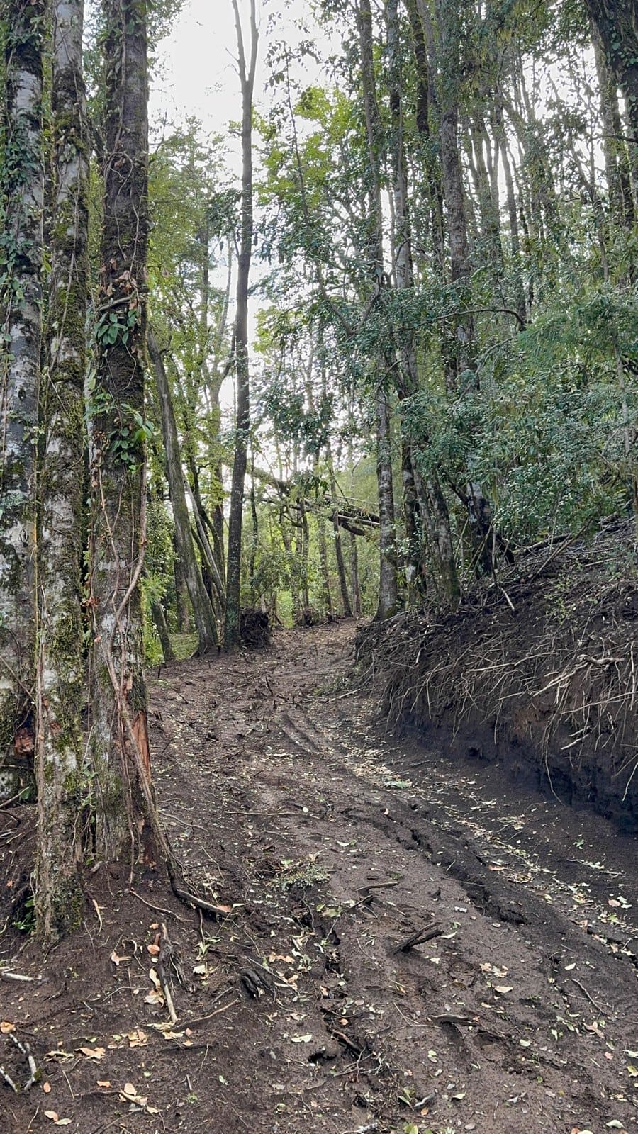 Loteo Bosque Caburgua — foto 4