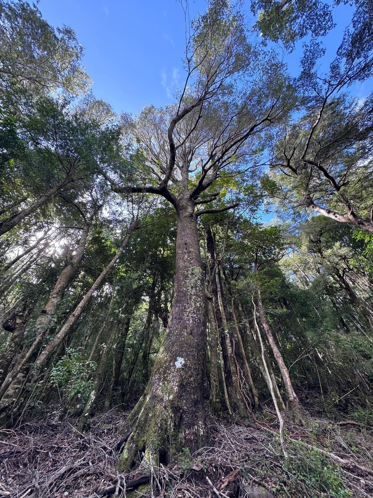 Loteo Bosque Caburgua — foto 5