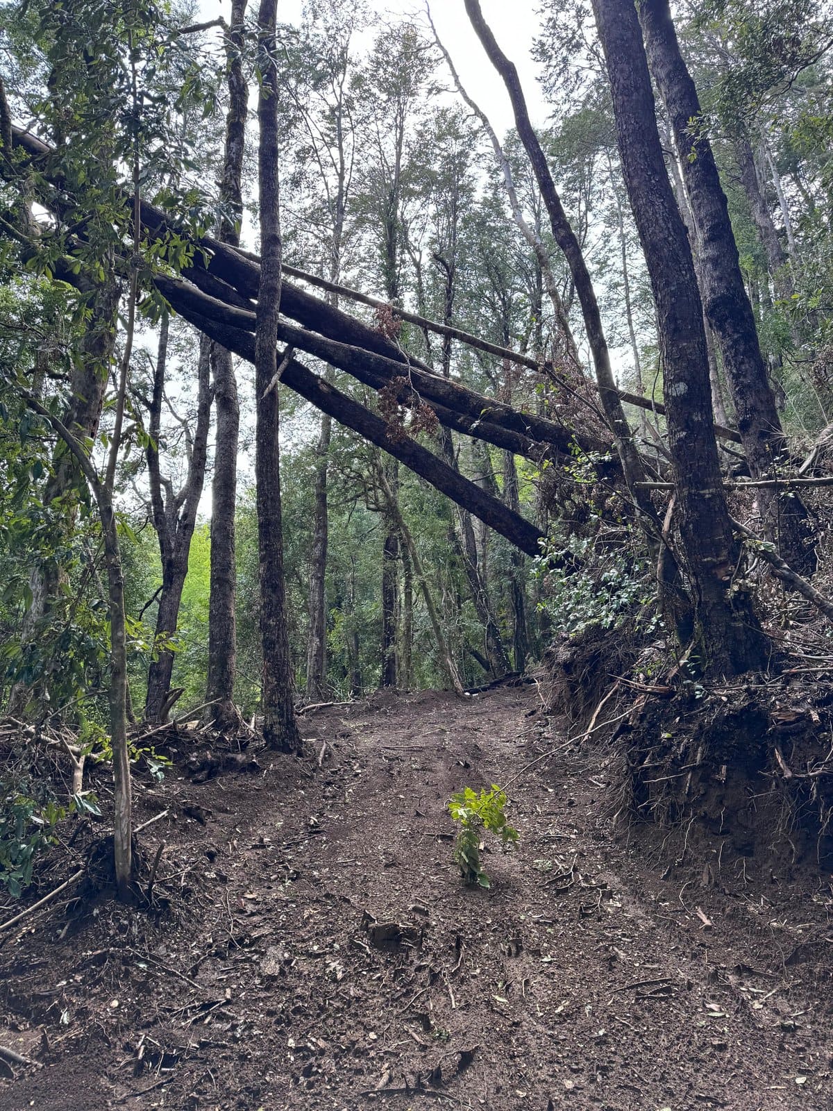 Parcela en venta en Pucón — foto 6
