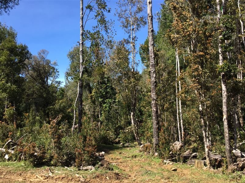 Parcela en venta en Los Muermos — foto 5