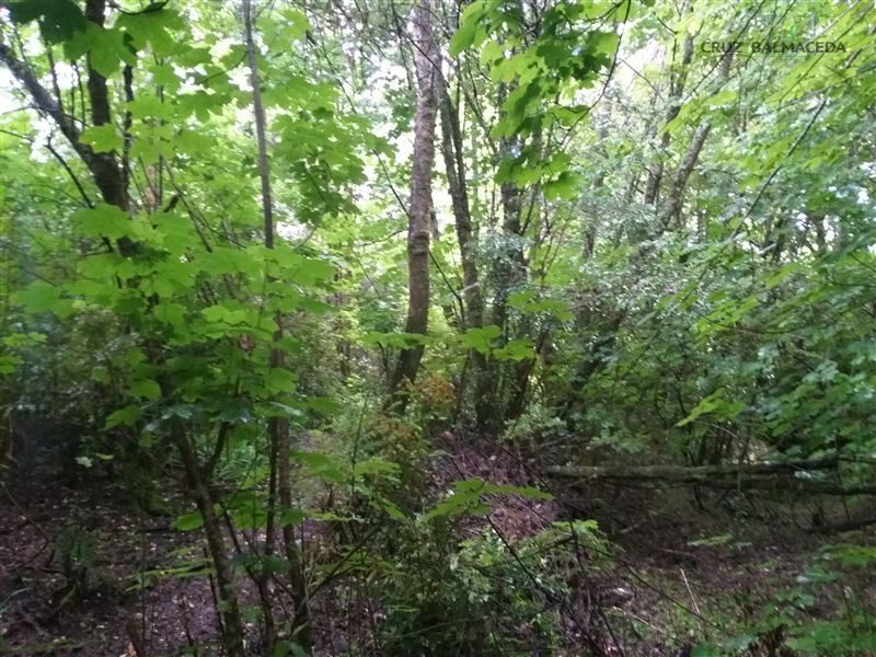 Terreno en venta en Puerto Montt — foto 6