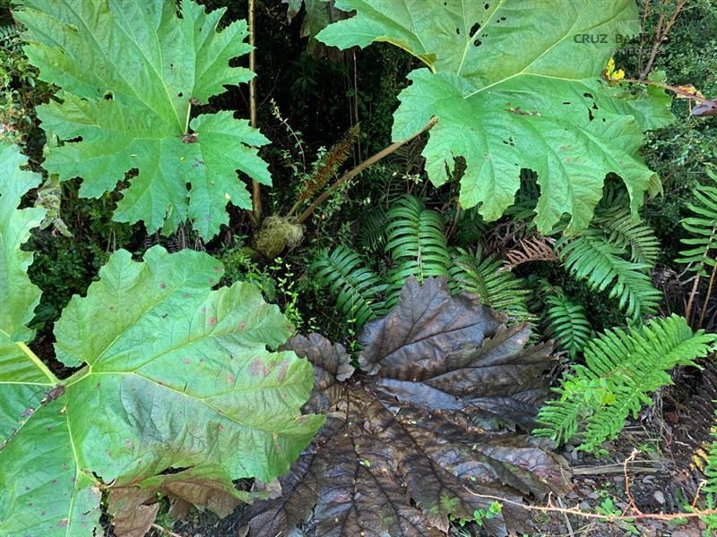 Parcela en venta en Puerto Varas — foto 7