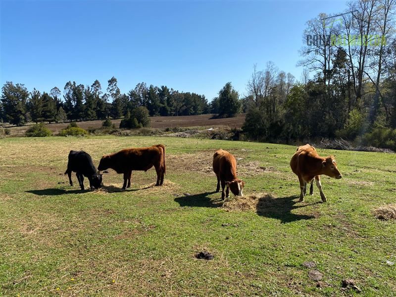 Parcela en venta en Fresia — foto 9
