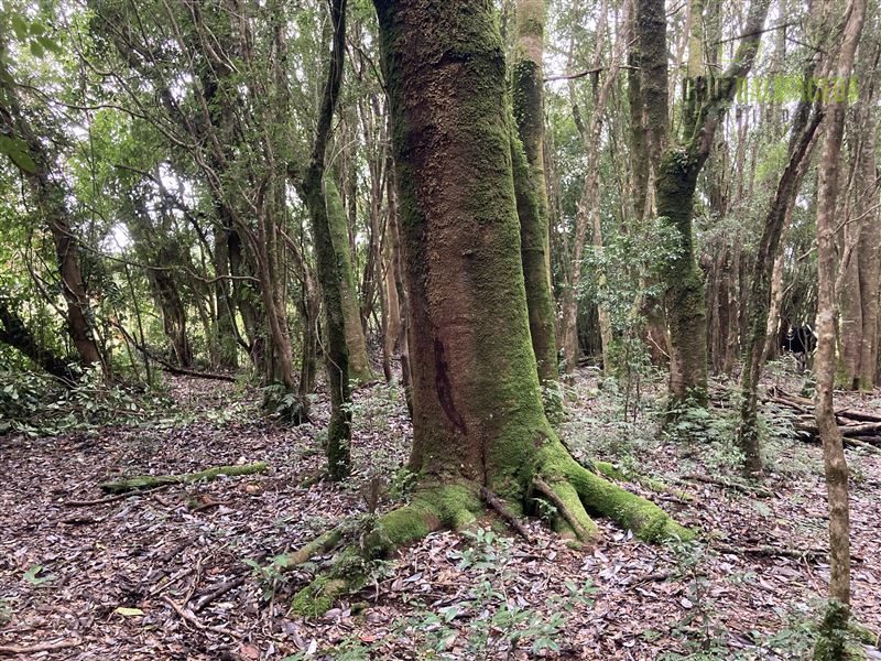 Parcela en venta en Puerto Varas — foto 2