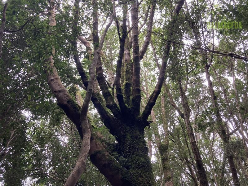 Parcela en venta en Puerto Varas — foto 5