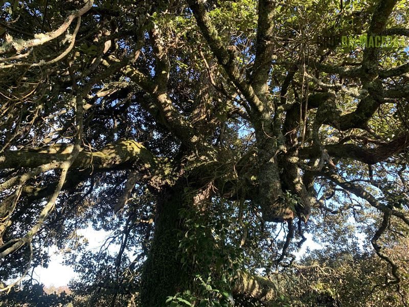Parcela en venta en Puerto Varas — foto 8