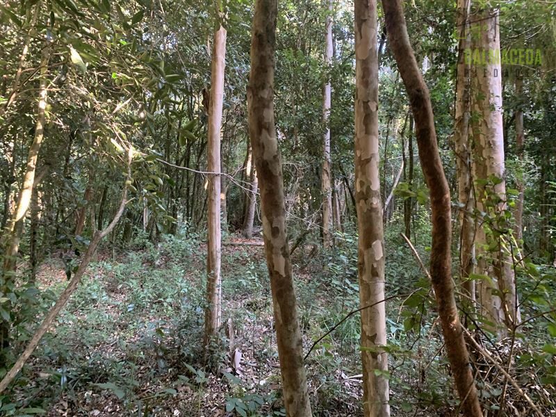Parcela en venta en Puerto Varas — foto 4