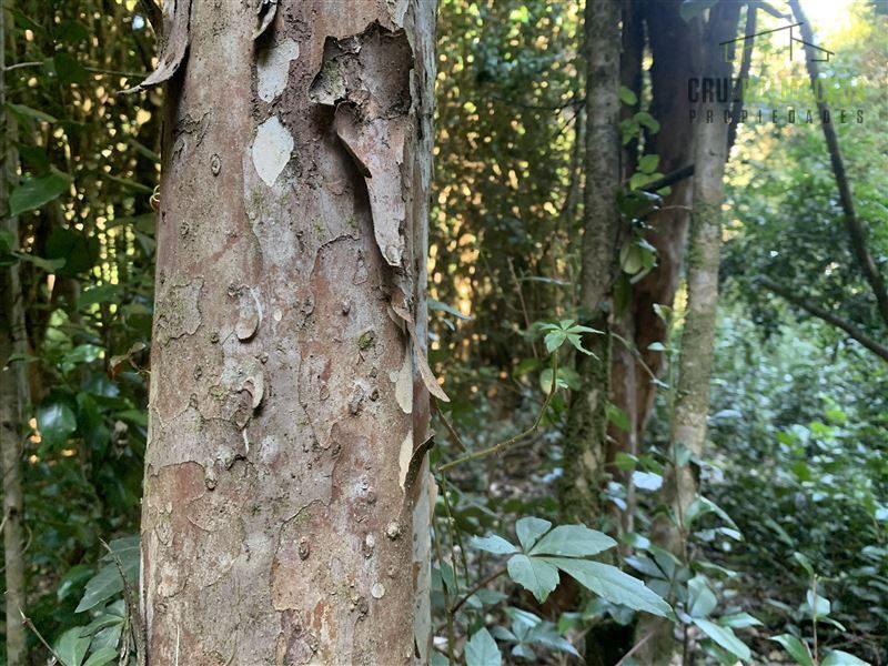 Parcela en venta en Puerto Varas — foto 10