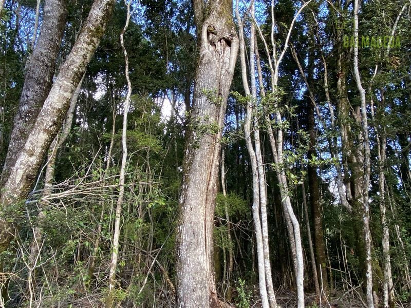 Parcela en venta en Puerto Varas — foto 5