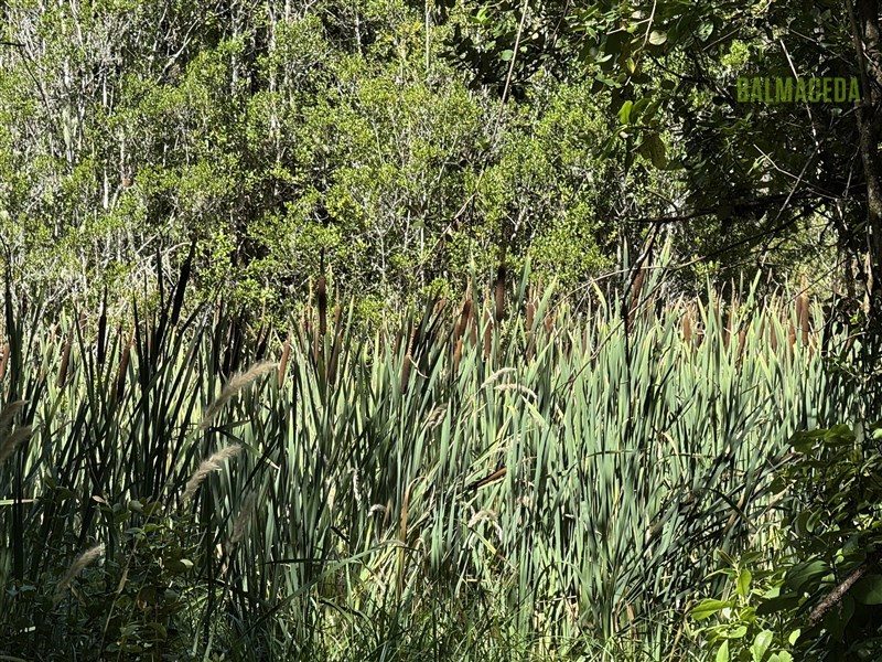 Parcela en venta en Panguipulli — foto 10