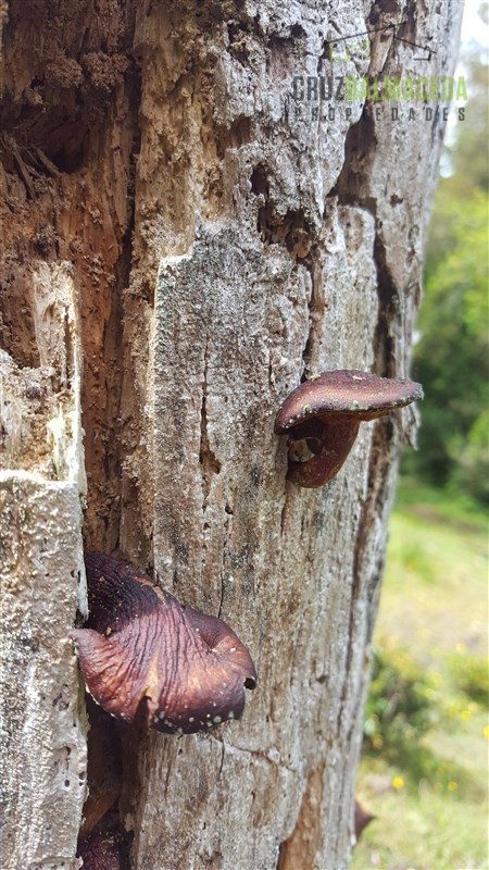 Parcela en venta en Río Negro — foto 8