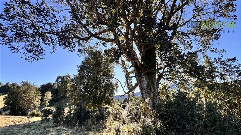 Parcela en venta en Puyehue — foto 6