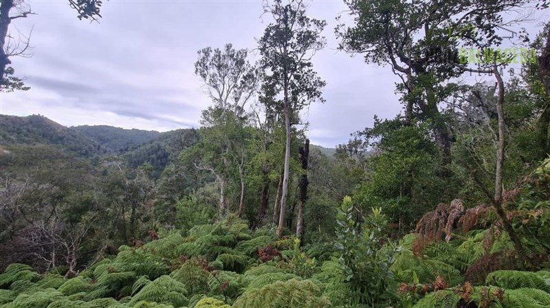 Parcela en venta en Los Muermos — foto 5