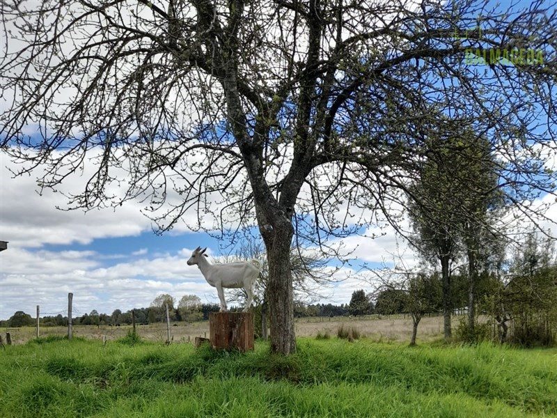 Parcela en venta en Frutillar — foto 1