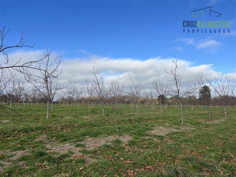 Parcela en venta en Lago Ranco — foto 5