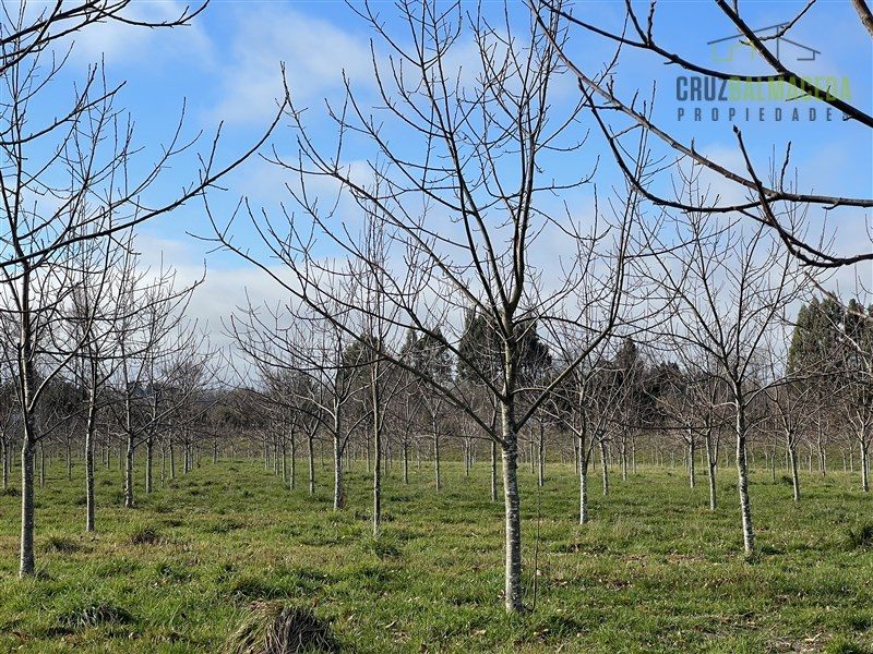 Parcela en venta en Lago Ranco — foto 10