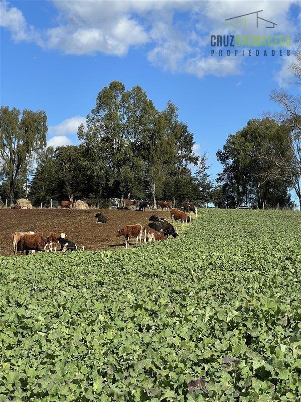 Parcela en venta en Los Muermos — foto 3