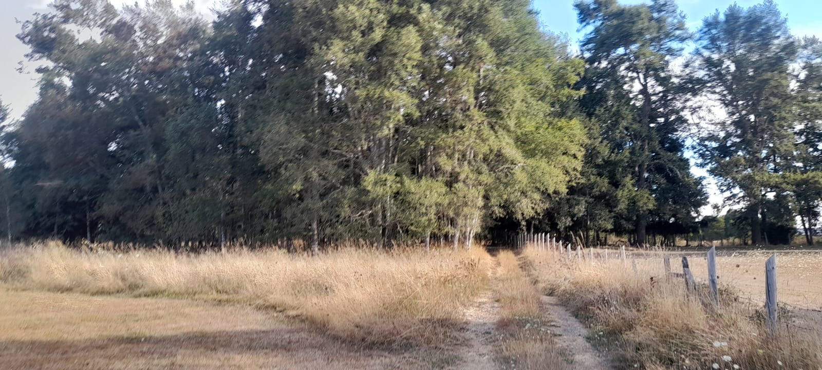 Parcela en venta en Freire — foto 2