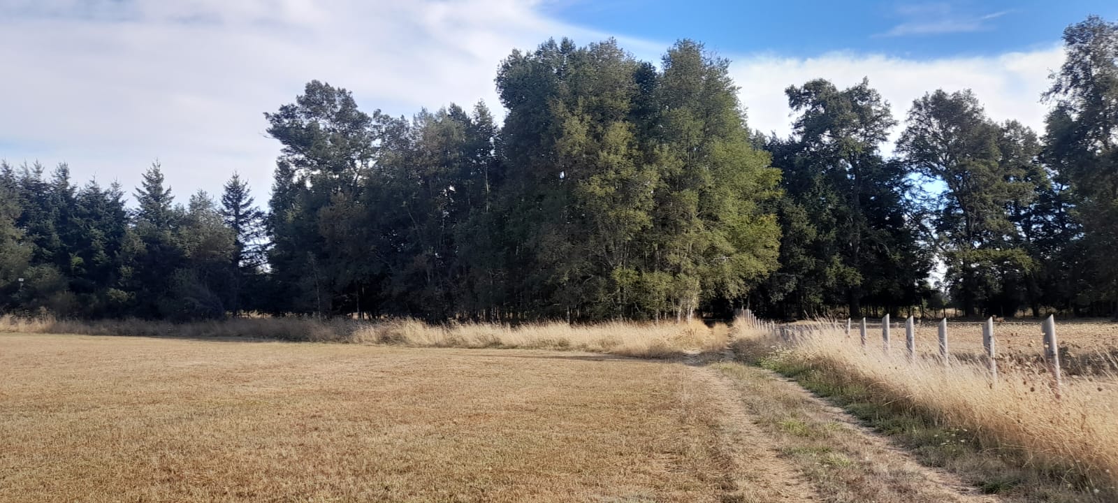 Parcela en venta en Freire — foto 3