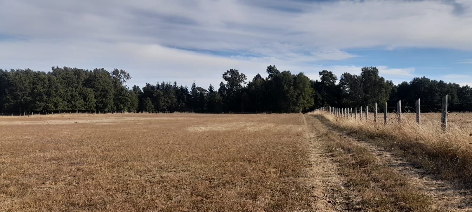 Parcela en venta en Freire — foto 5