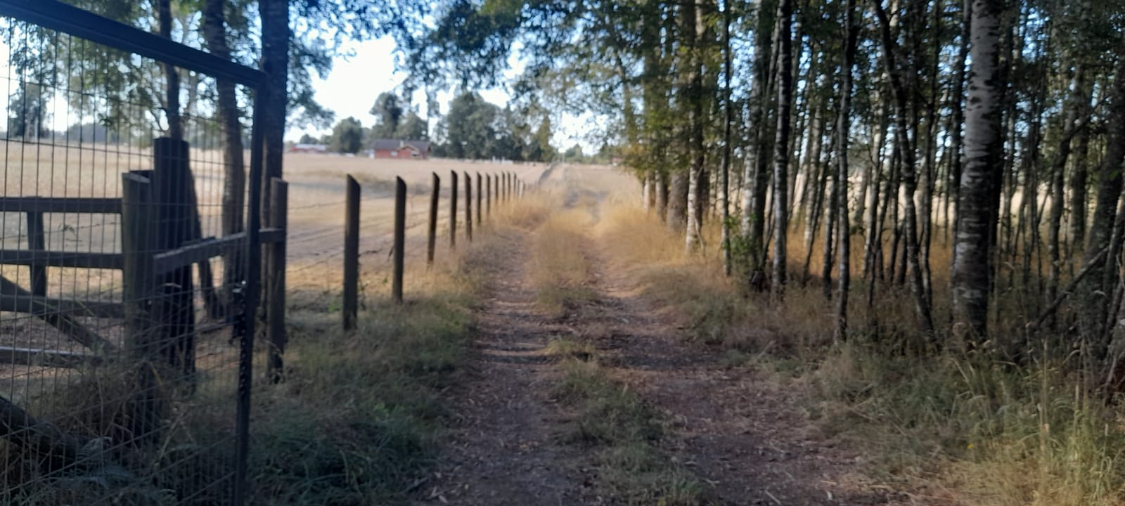 Parcela en venta en Freire — foto 6