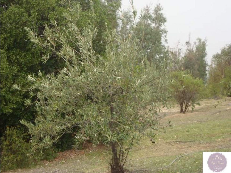 Terreno en venta en Olmué — foto 7