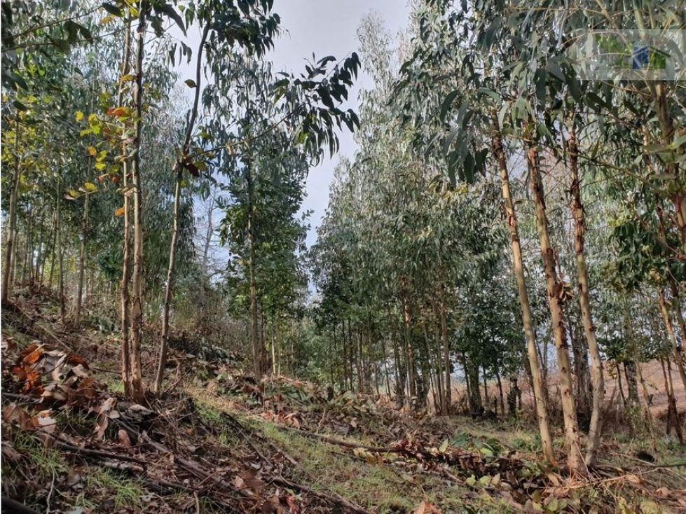 Campo en venta en Traiguén — foto 9