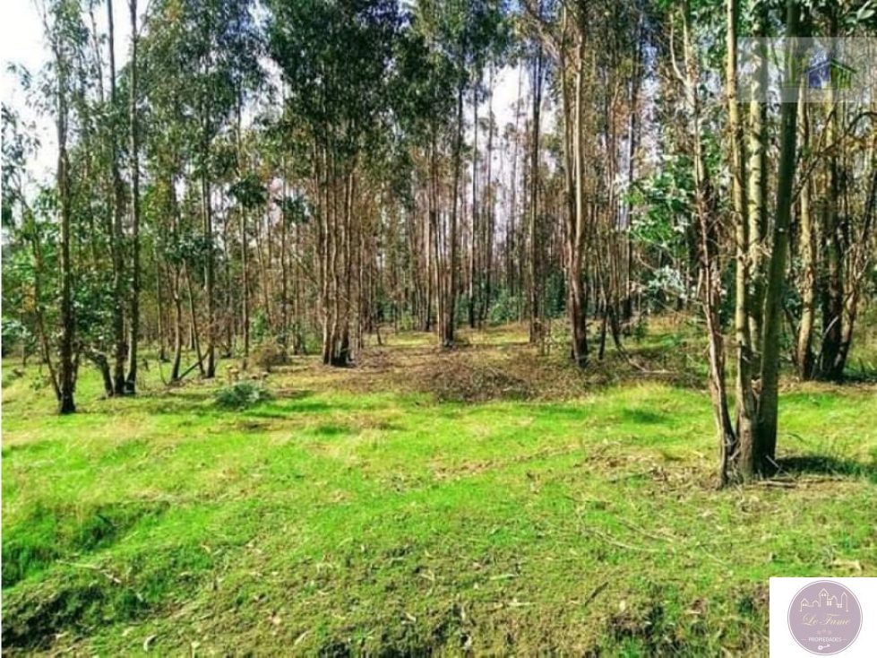 Campo en venta en Traiguén — foto 10