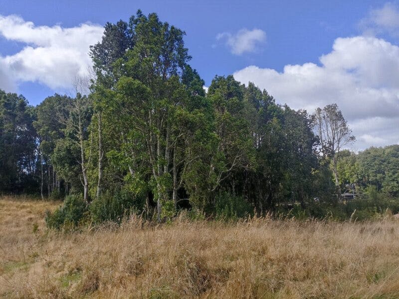 Parcela en venta en Puerto Varas — foto 8