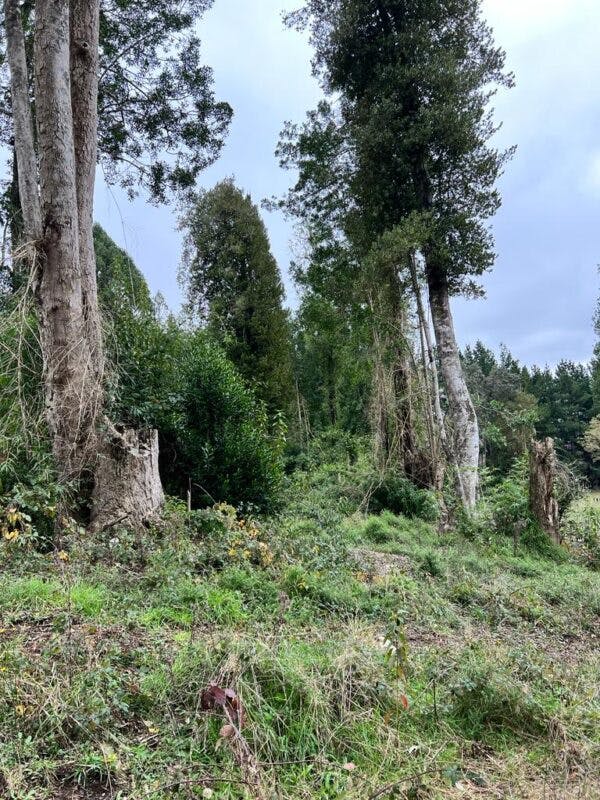 Parcela en venta en Frutillar — foto 4