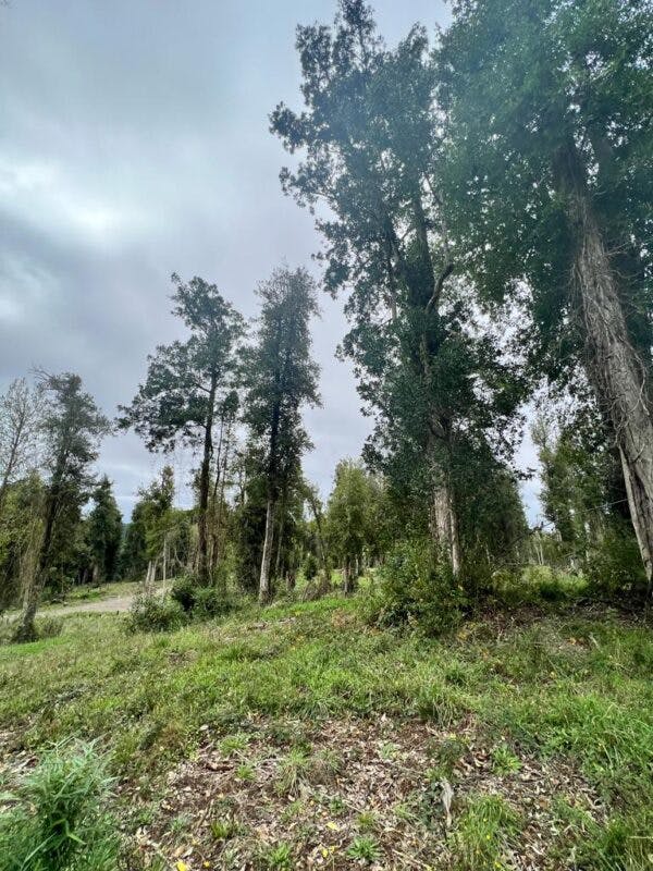 Parcela en venta en Frutillar — foto 5