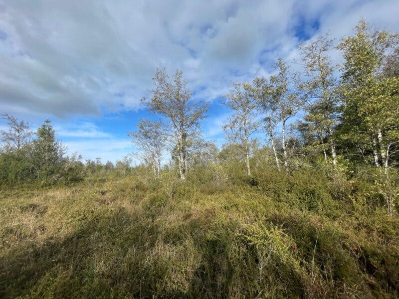 Parcela en venta en Frutillar — foto 3