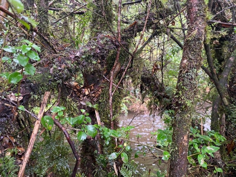Parcela en venta en Puerto Varas — foto 8