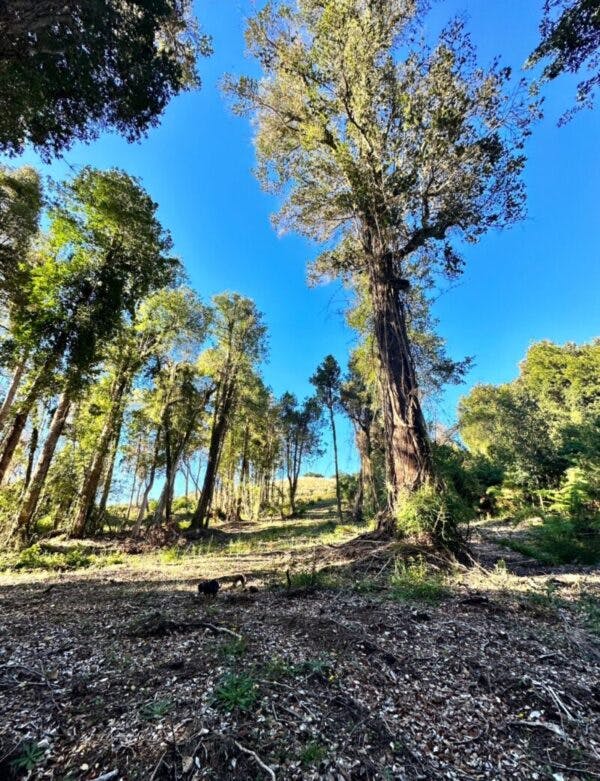 Parcela en venta en Puerto Varas — foto 2