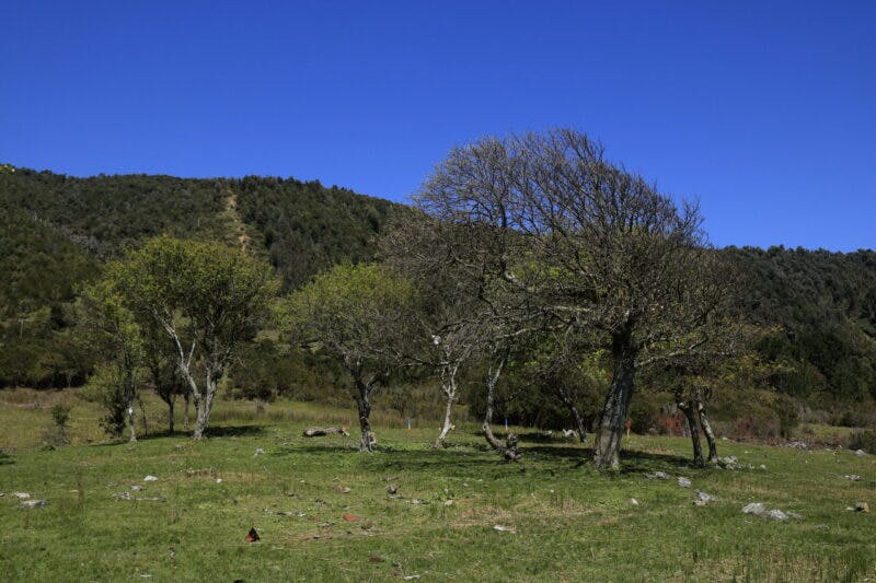 Parcela en venta en Valdivia — foto 7
