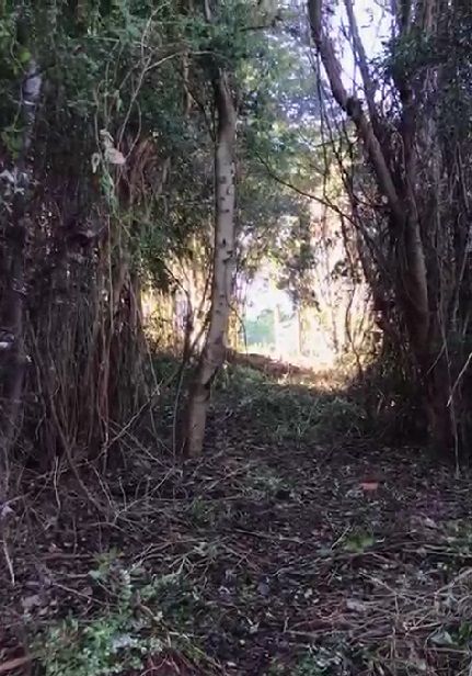 Parcela en venta en Puerto Octay — foto 5