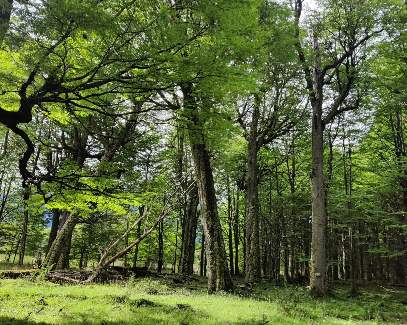 Terreno en venta en Río Ibáñez — foto 8