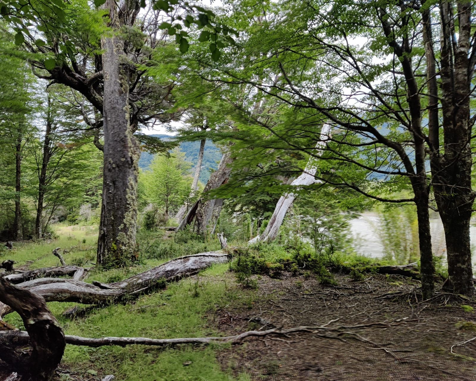 Terreno en venta en Río Ibáñez — foto 9