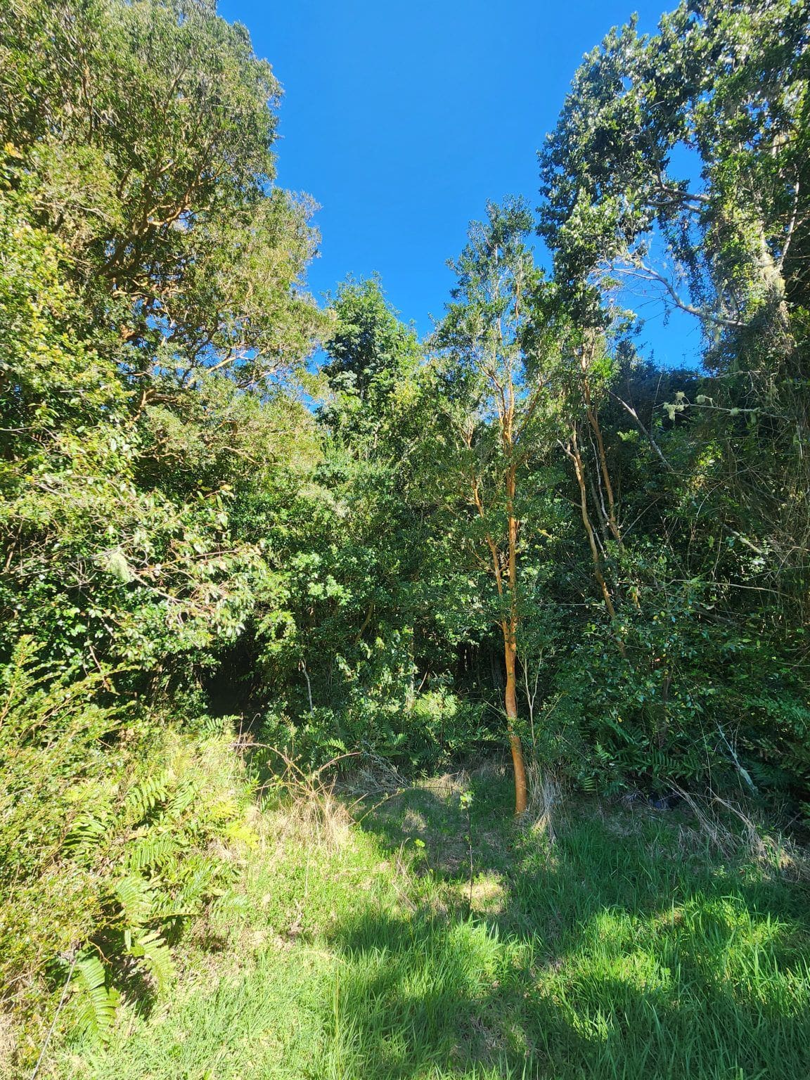 Parcela en venta en Puerto Varas — foto 8