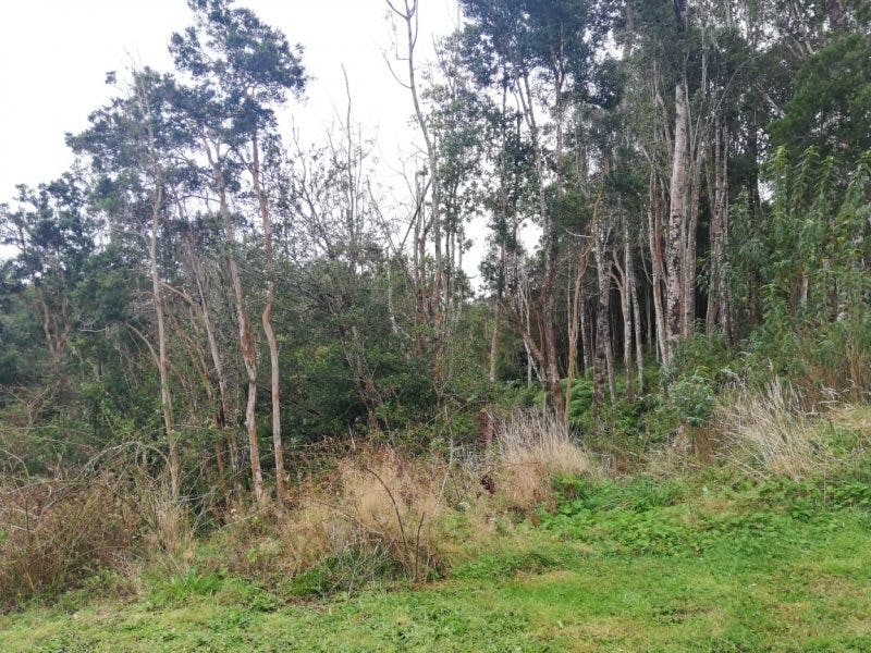 Parcela en venta en Puerto Varas — foto 5